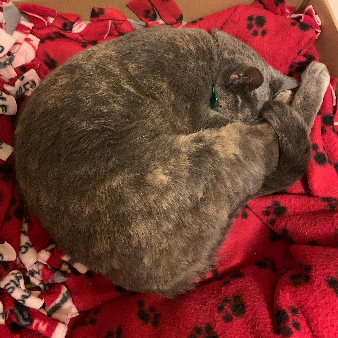 This is Delilah. The wonderful cat I live with.